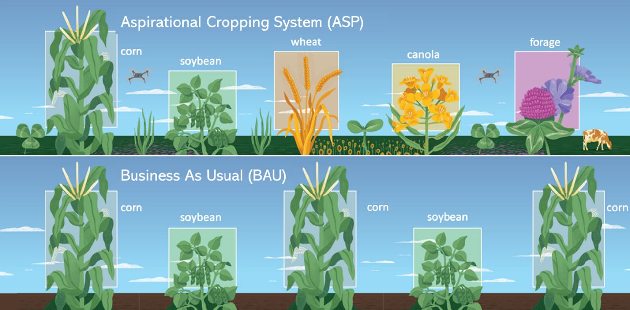 A diagram showing aspirational versus business as usual cropping systems. ASP shows a rotation of corn, soybean, wheat, canola and forage. BAU shows a rotation of corn, soybean, corn, soybean and corn.